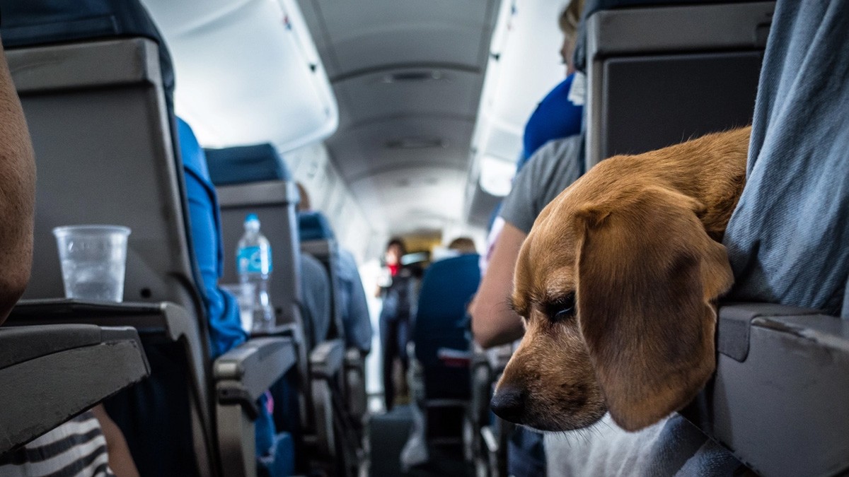 Pareja viajó 13 horas en un avión al lado de un perro flatulento; exigen reembolso