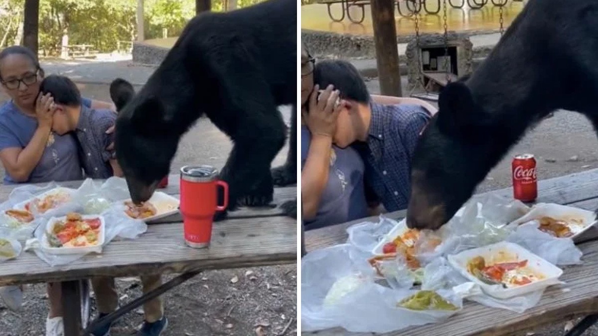 ¿Yogui, eres tú? Captan a oso mientras se roba el alimento de una madre y su hijo