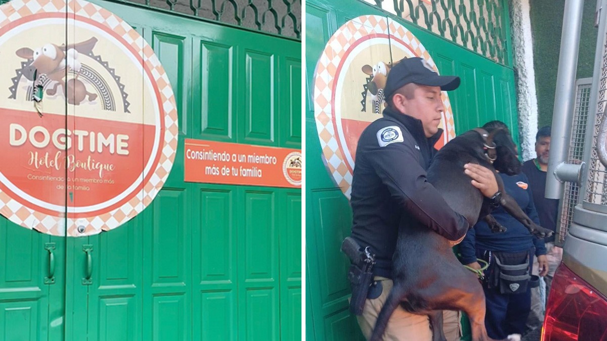 Captan a hombre que le da brutal golpiza a un perrito en un hotel para perros