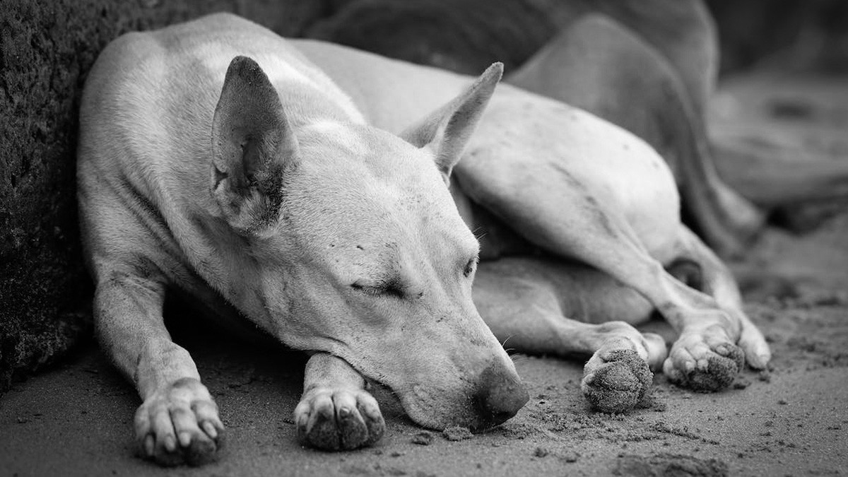 VIDEO: Patrulla atropella a perrito y lo remata pasándole por encima