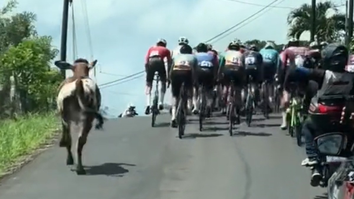 VIDEO: Vaca deportista se une a carrera ciclista y compite con los corredores
