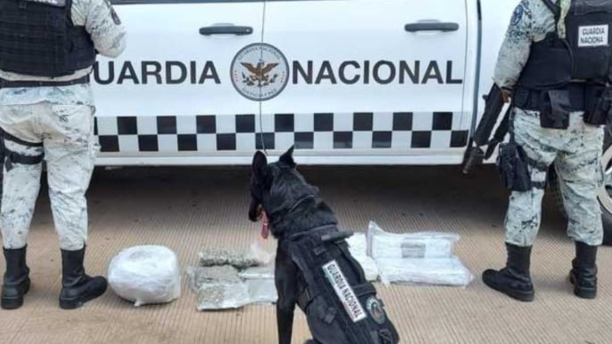 'Perros policía' detectan 13 paquetes con mariguana en Guanajuato