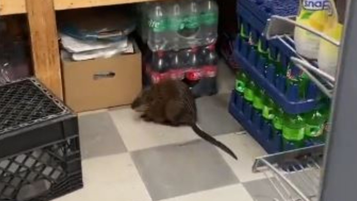 VIDEO ¡Qué horror! Rata gigante se pasea por supermercado a plena luz del día