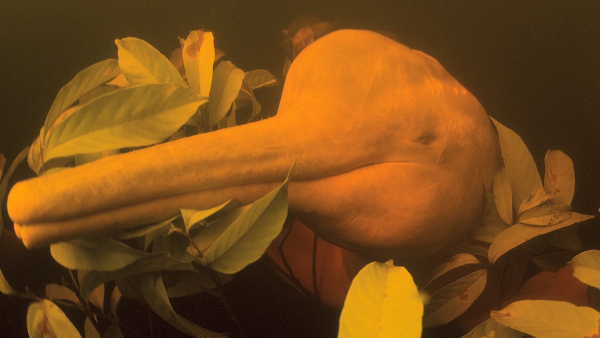 Más de cien delfines aparecen muertos en un lago debido a la sequía