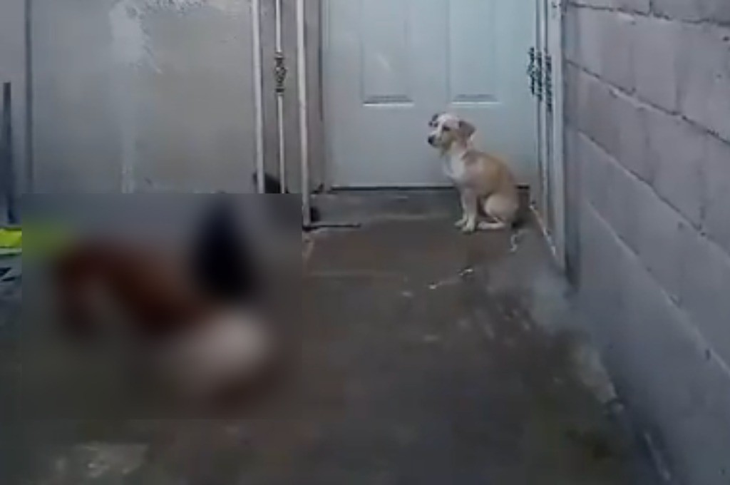 VIDEO Hombre recoge perritos de la calle…pero se los da a comer a sus mascotas
