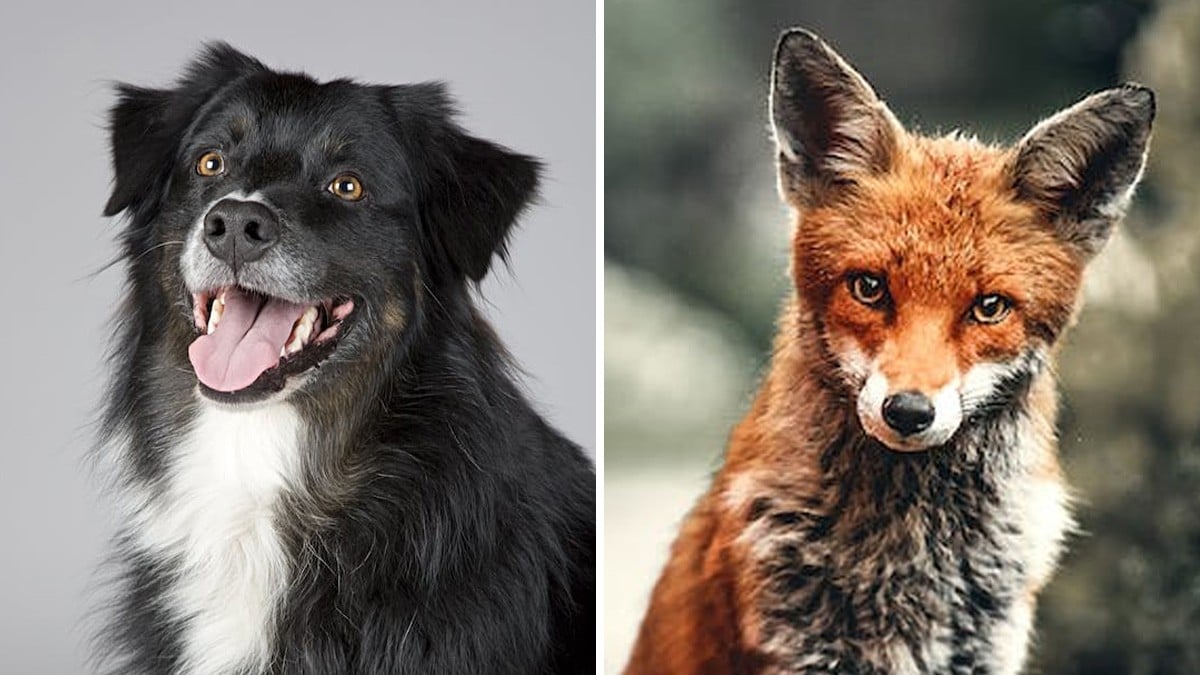 FOTOS: Cruzan perro con zorro y esta nueva raza de animal salió en Brasil