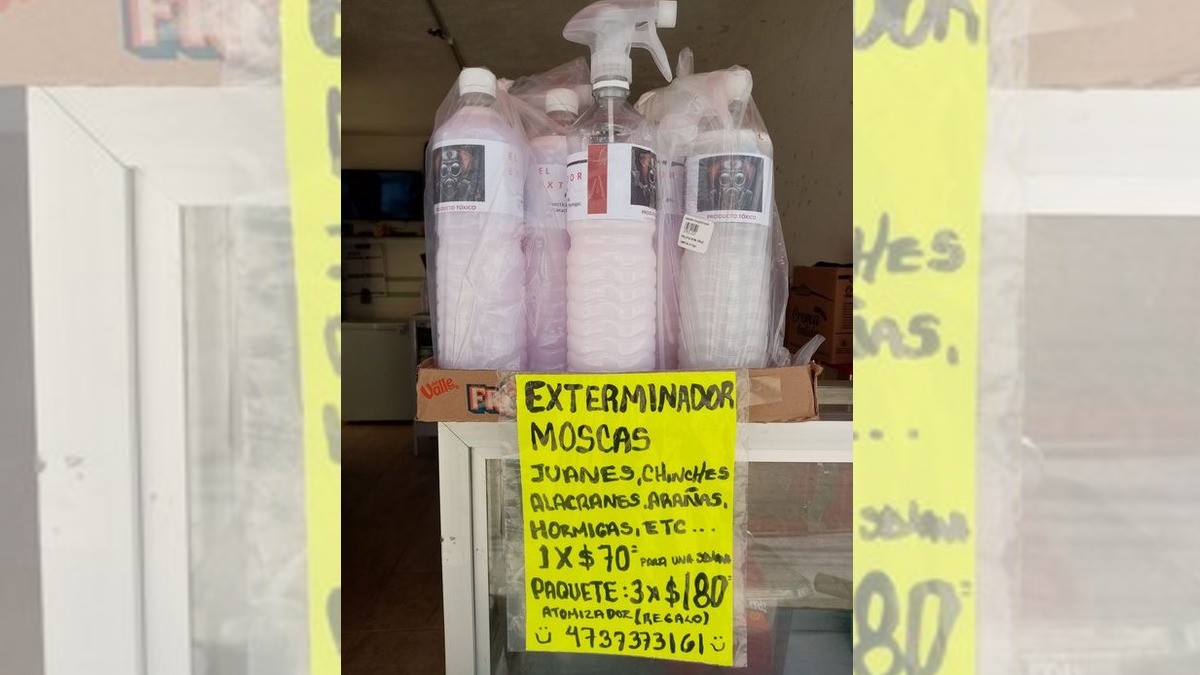 Ahora en la capital: chinches y ‘juanes’ proliferan en casas de la zona sur de Guanajuato