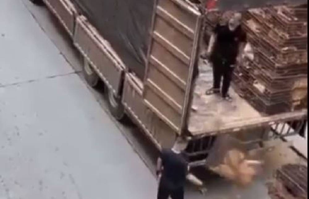 VIDEO “Ojalá comience el fin del mundo”, enfurece azote de jaulas con perros dentro 