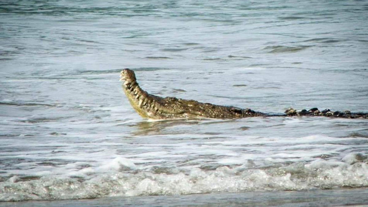 VIDEO: Turistas captan a cocodrilo en Acapulco sobre el olaje a metros de la arena