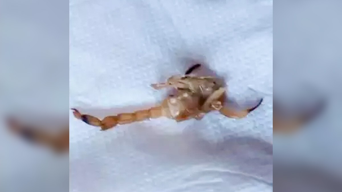 La pequeña María murió de paro cardiaco al picarle un escorpión mientras dormía