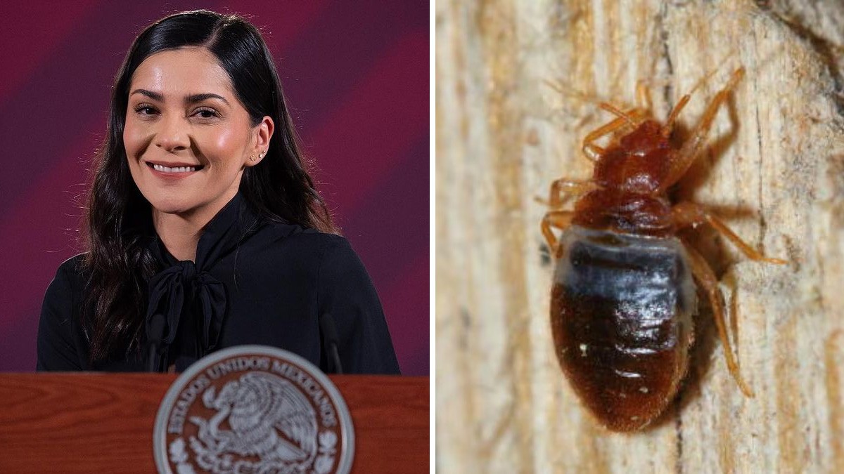 Gobierno federal afirma que medios causaron histeria sobre chinches en Guanajuato