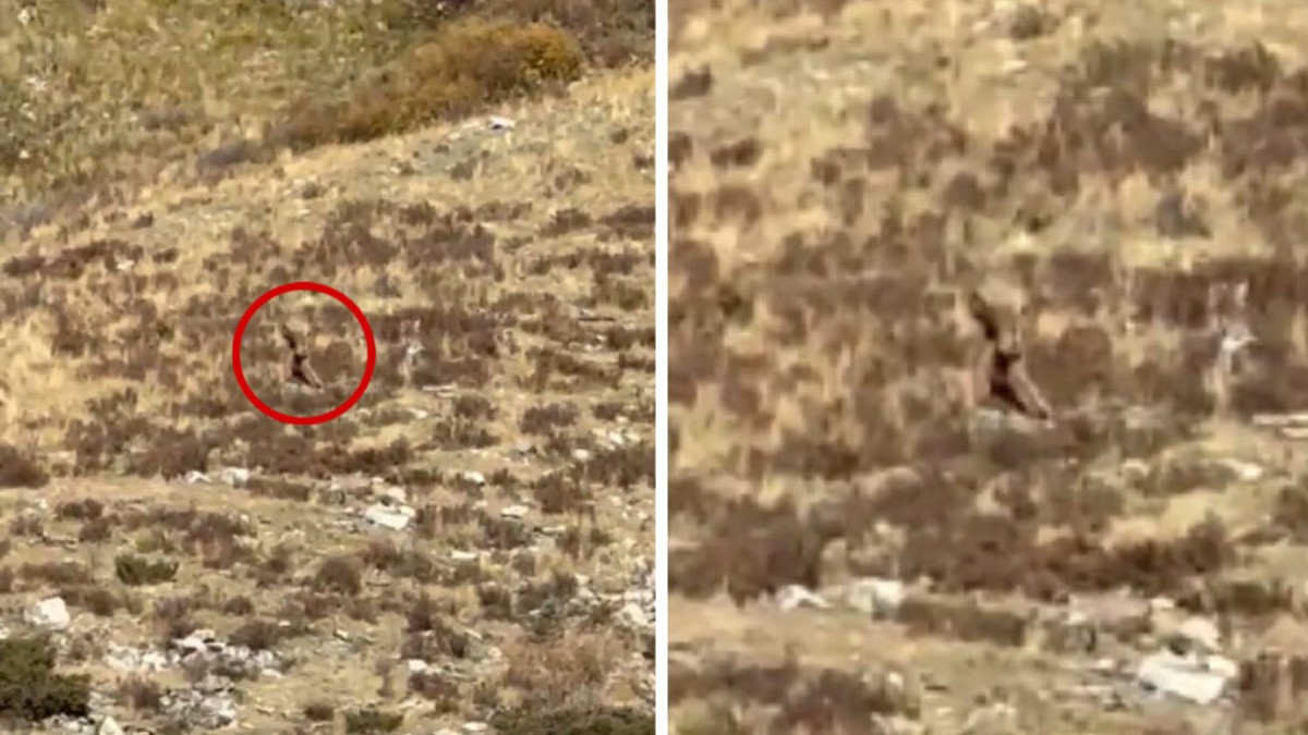 VIDEO: ¿Es Pie Grande? Captan extraña criatura caminando en una ladera