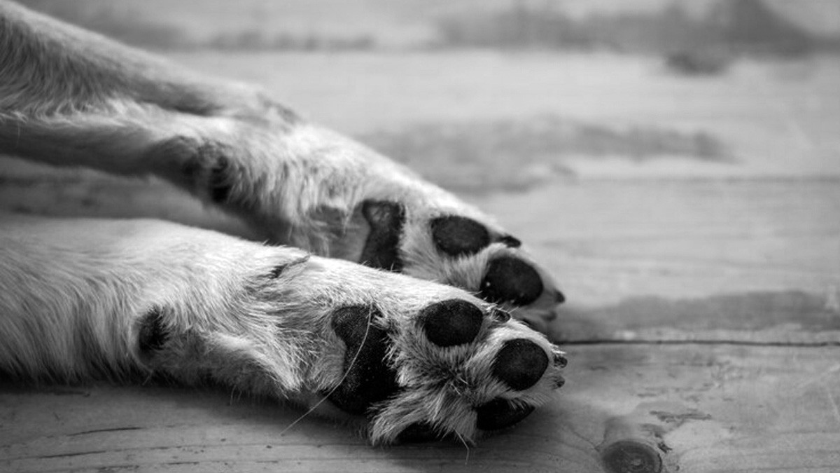 Frente a su dueña, hombre ahorcó a un perrito con una agujeta; ya fue arrestado