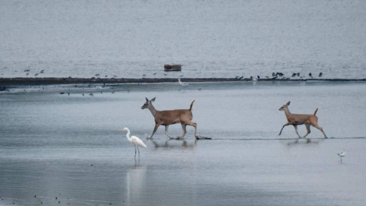 Avistan venados Cola Blanca en el Parque Metropolitano de León
