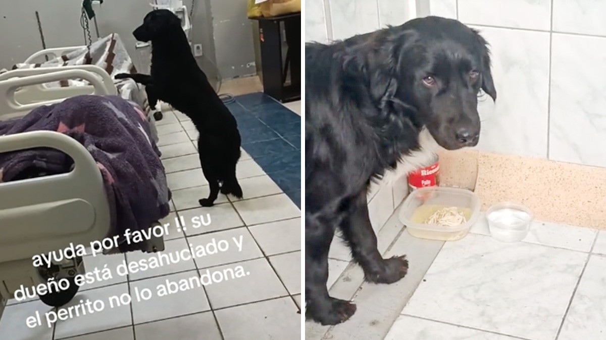 VIDEO: Hombre desahuciado suplica en redes que alguien adopte a su perro Firulais
