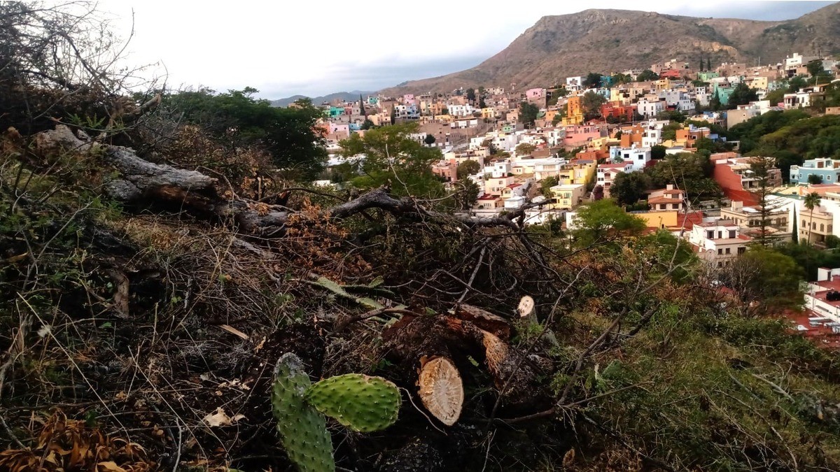 Denuncian intentona de construir hotel de lujo en zona de bosque nativo en Guanajuato capital