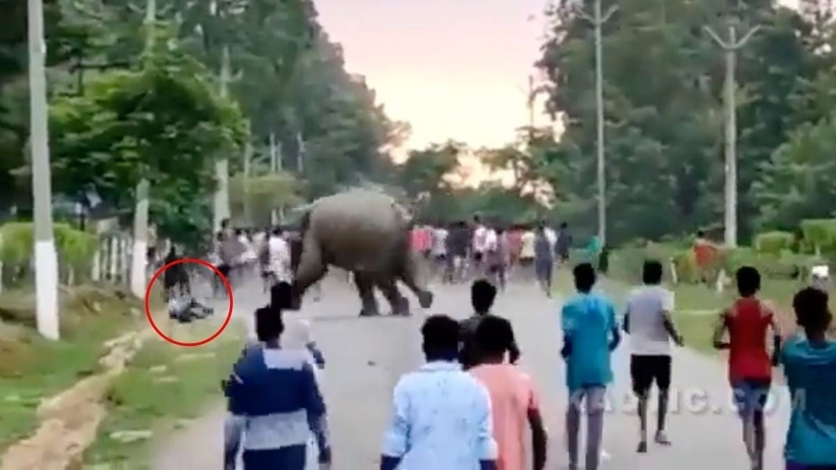 VIDEO Captan a elefante aplastando a joven cuando varios lo molestaban