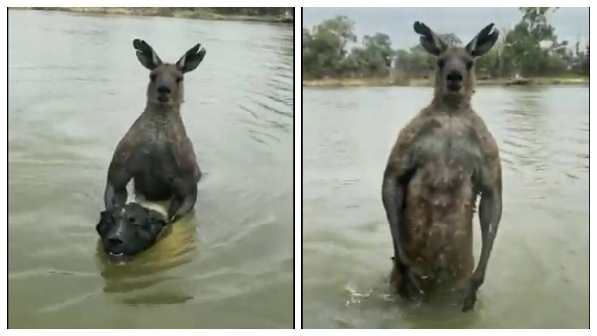 VIDEO Hombre pelea a muerte con canguro para salvar a su perrito