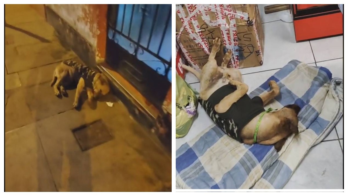 Adopta a perrito viejito, pero lo abandona y lo vuelven a rescatar y hasta le dan trabajo