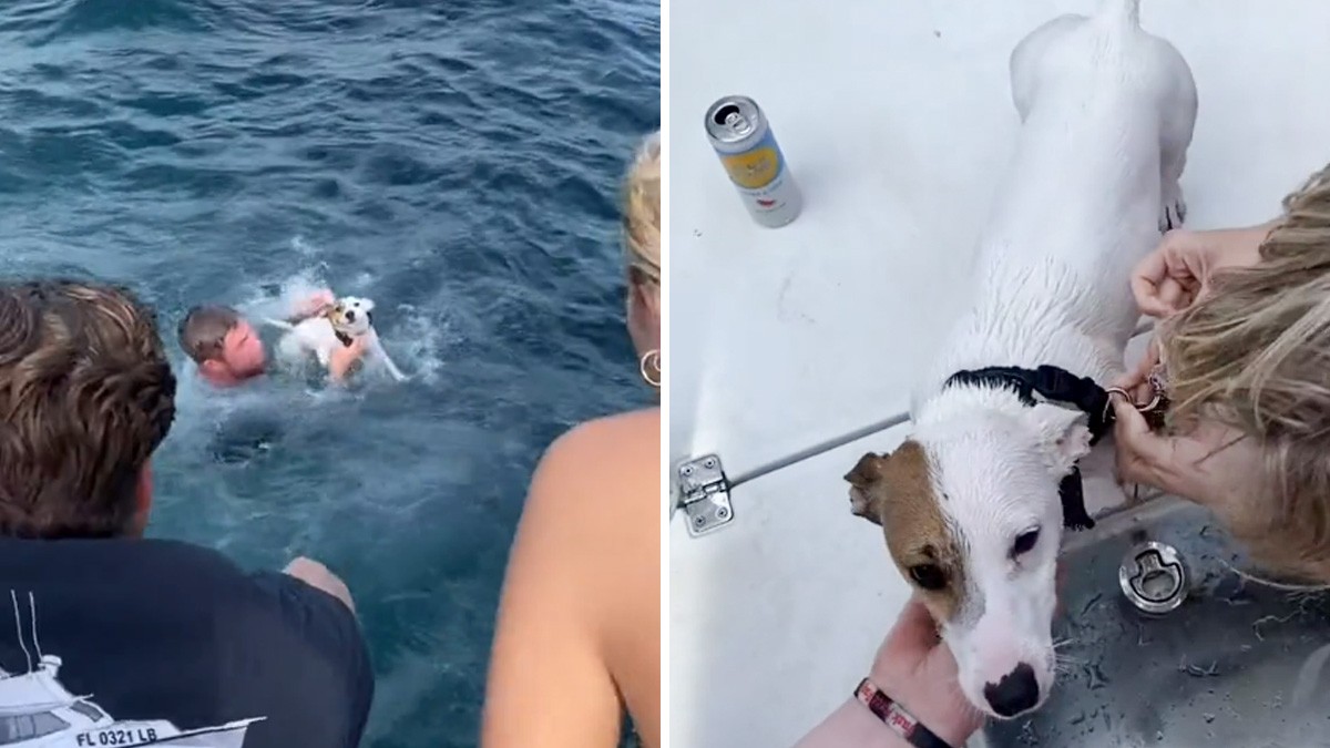 VIDEO: Jóvenes rescatan a perrito que nadaba sin rumbo en medio del océano