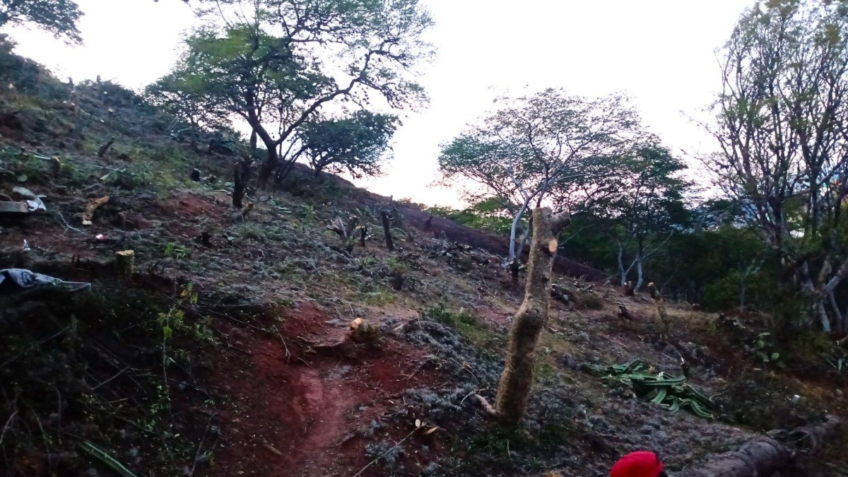 Presentan denuncia por daños en bosque nativo para construir hotel en La Bufa en Guanajuato