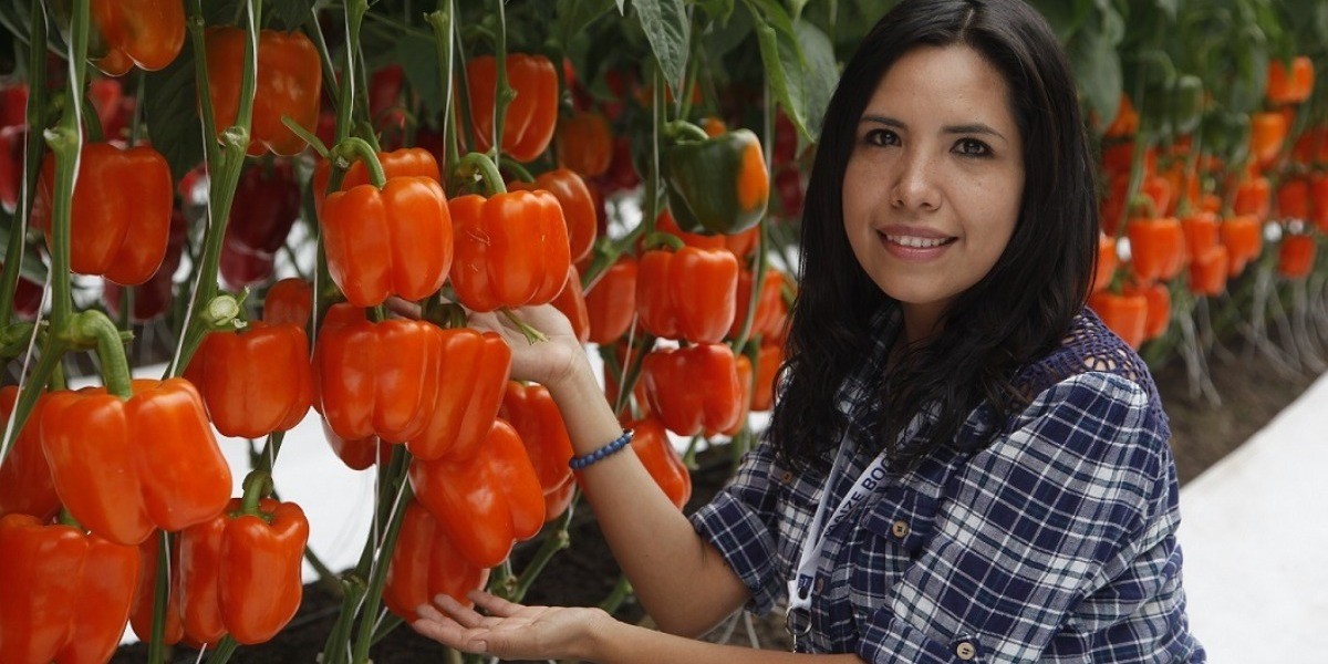 Guanajuato, número uno en Mipymes exportadoras; exportaciones crecen 20%