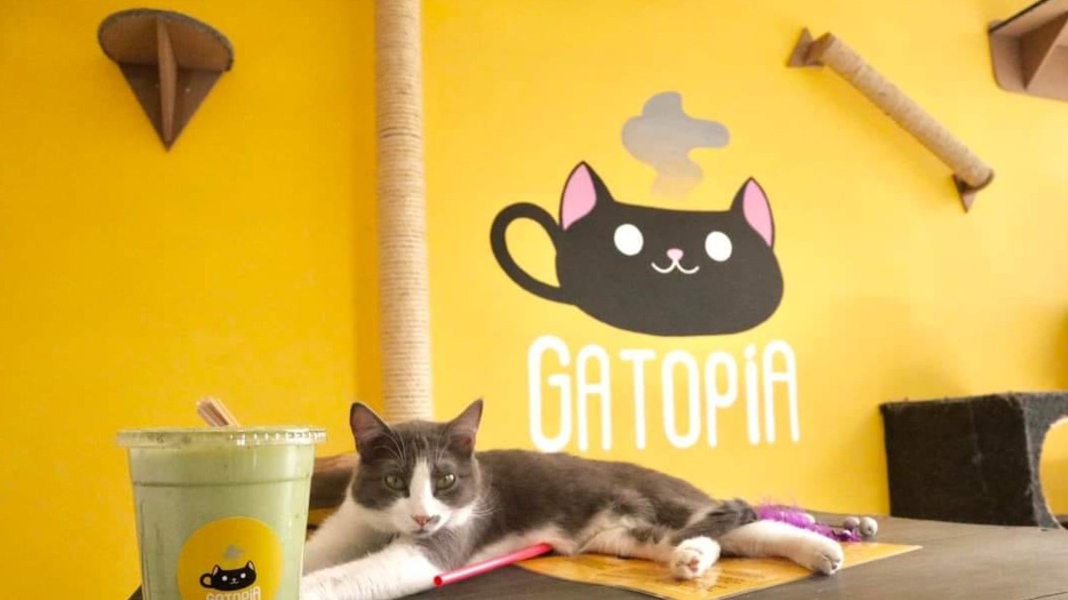 Cafetería Gatopía cierra sus puertas; el domingo, último día de atención