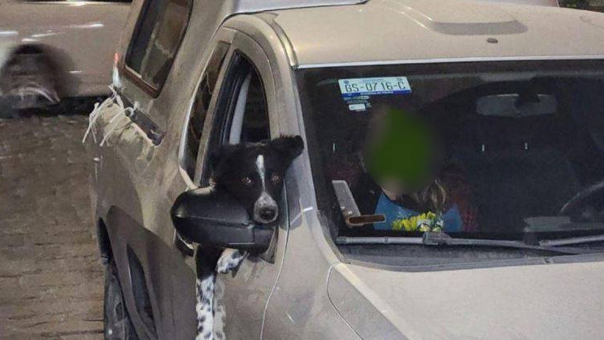Ladrones despojan a hombre de camioneta en San Miguel de Allende y ‘secuestran’ a ‘Poncho’, la mascota de la familia