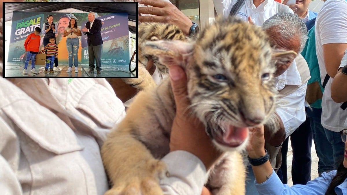 Tigres bebés del Zooleón ya tienen nombres, ¡aquí te digo cómo se llaman!