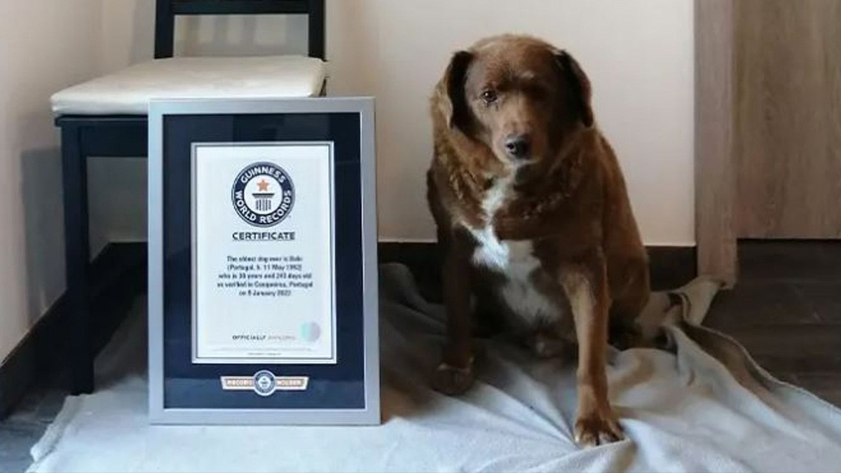Muere Bobi, el perro más viejo del mundo, a los 31 años