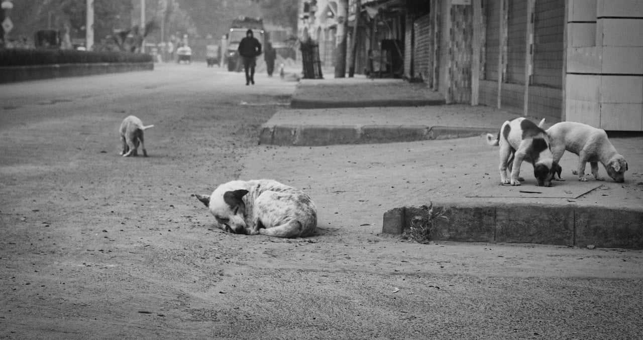 Alcanzó a avisar a su mamá que la atacaban perros y cuando llegó, su hija estaba muerta