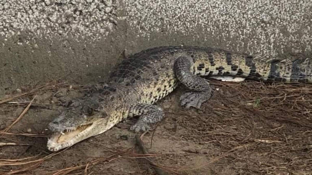 Sale de pronto un cocodrilo en un kínder y papás se enfrentan con el reptil
