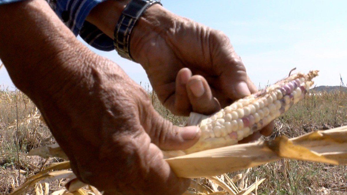 Este año no hubo elotes; así se ve el campo leonés sin lluvias