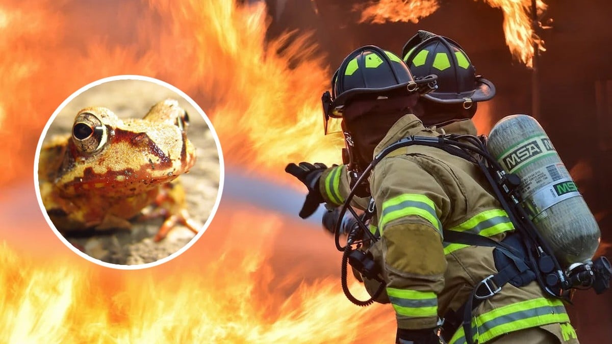 Bomberos acuden a llamado de emergencia... porque había un sapo en una taza de baño