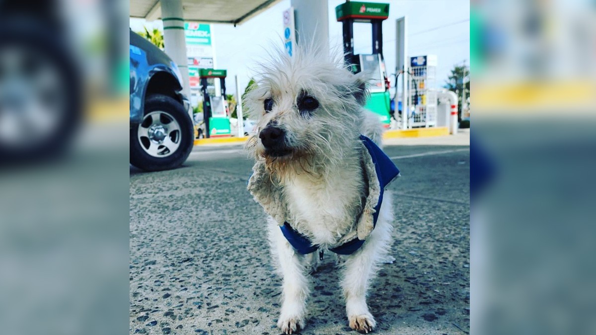 ¡Justicia para Gasolín! Perrito adoptado por una gasolinera muere envenenado