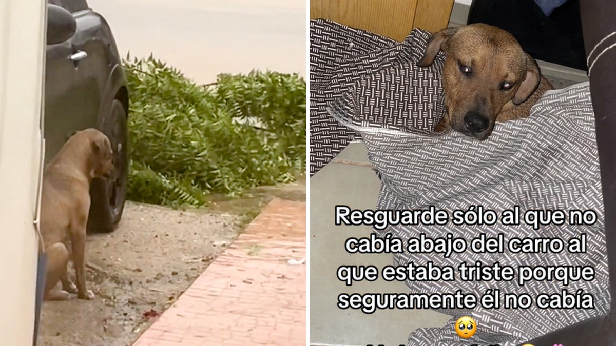 VIDEO: Mujer se hace viral tras rescatar a perrito que estaba bajo la lluvia durante huracán