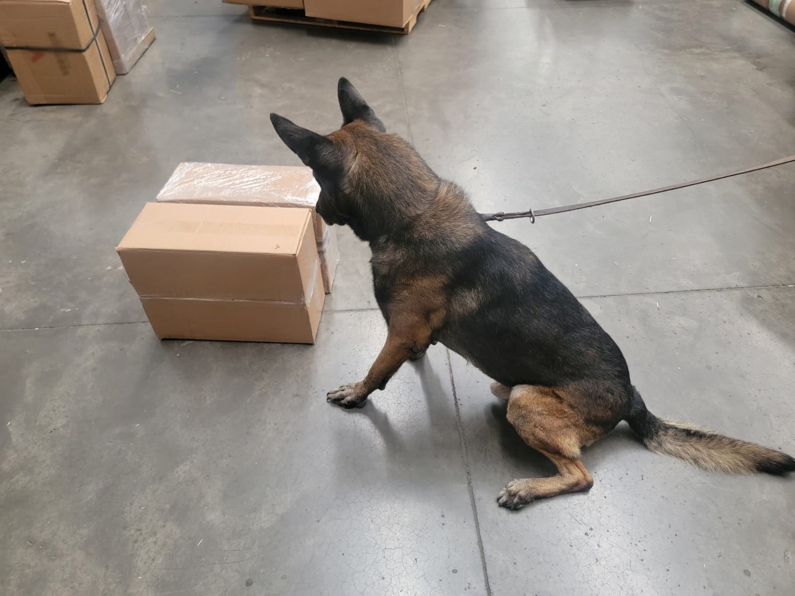 Aseguran en paquetería de León 5 mil 700 pastillas de medicamento controlado que iba a Nuevo León