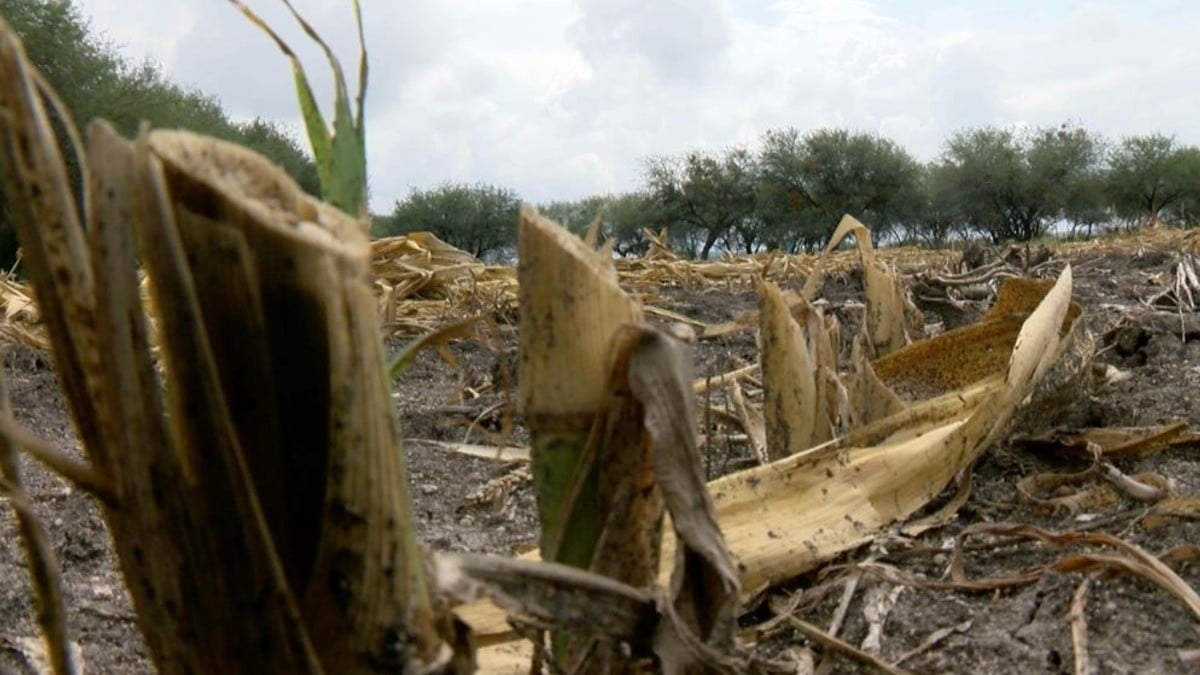 Sequía ‘arrasa’ con campos de La Arcina