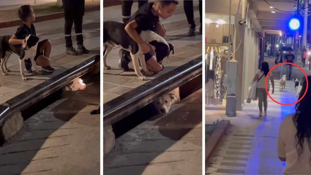 VIDEO Lomito avisó de la caída de su amigo perro en coladera, lo salvan y se van juntos