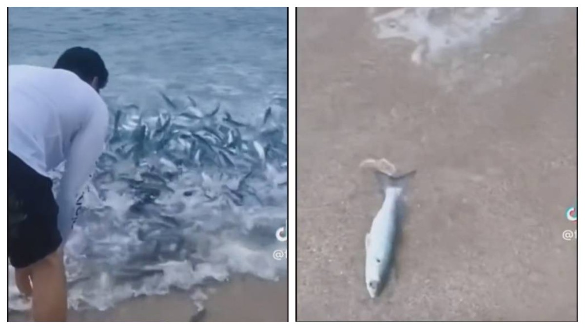 VIDEO ¿Leviatán? Miles de peces nadan desesperados en la playa y asustan a turistas