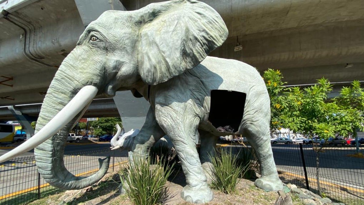 ¡Que ingeniosos!, usan escultura de elefanta como refugio