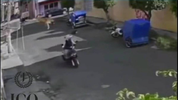 VIDEO Perrito se avienta desde la azotea de una casa y cae encima de motociclista