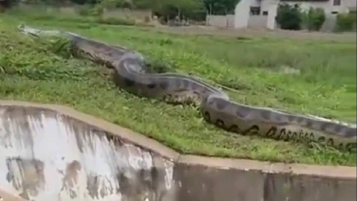 VIDEO ¡Ya había comido! Captan a serpiente gigante y aterra su tamaño