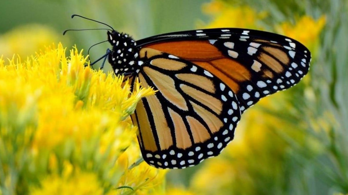 ¿Qué pasó con la mariposa monarca, por qué no llega a los santuarios en México?