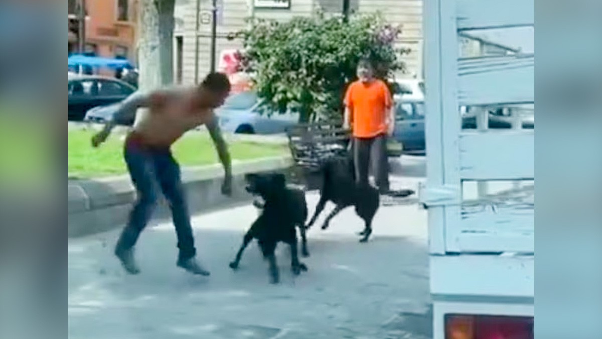 Perritos pacifistas: manada de lomitos interviene y evita pelea entre dos hombres