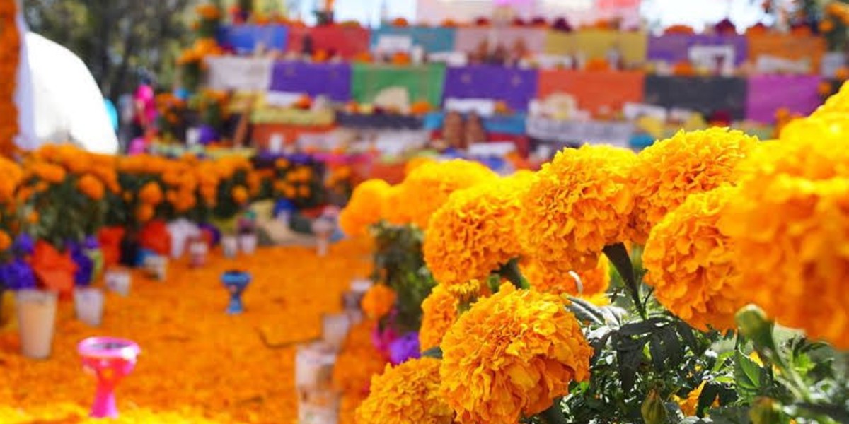 ¡No tires las flores de cempasúchil!, recíclalas y dale varios usos