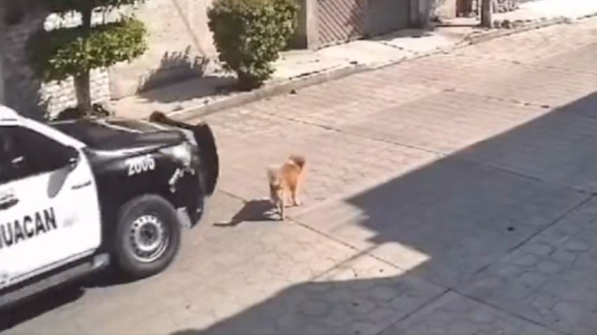 Perrito 'Peluche' muere atropellado por una patrulla; sociedad pide justicia