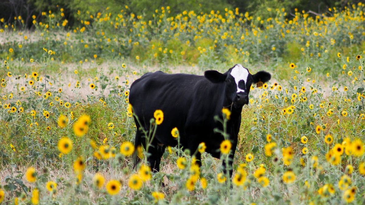 ¡Insólito! Abuelita se casa con una vaca porque cree que es la reencarnación de su marido