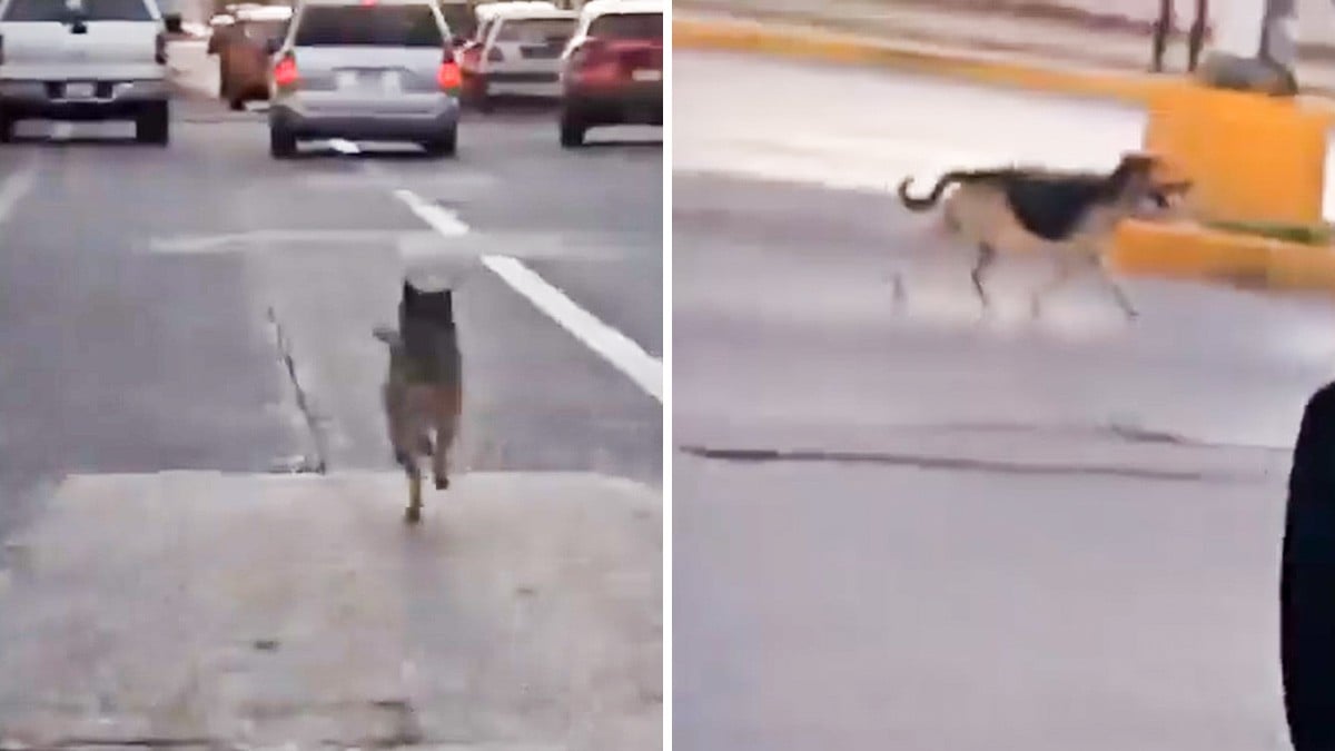 VIDEO: Perrito corre desesperado tras la camioneta de la familia que lo abandonó
