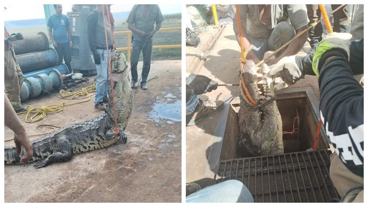 Trabajadores encuentran cocodrilo enorme en acueducto; lo regresan a su hábitat